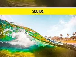 Gambaran Dunia di Mata Manusia vs Hewan