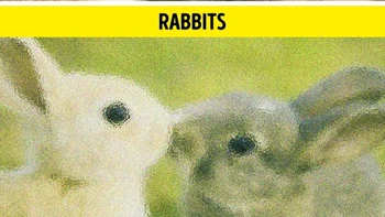 Seperti banyak hewan yang telah kita bahas sebelumnya, kelinci tidak dapat melihat warna merah. Mereka memiliki area pupil di mata mereka seperti manusia, tetapi tidak berlekuk seperti manusia, yang menyebabkan penglihatan mereka berbintik. Karena kelinci memiliki mata di sisi kepala, mereka dapat melihat ke lebih banyak arah daripada manusia. Foto: via BrightSide