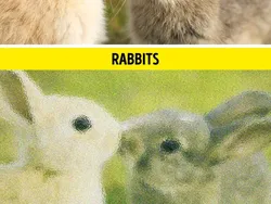 Gambaran Dunia di Mata Manusia vs Hewan