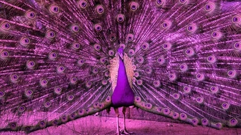 Burung memiliki empat jenis sel kerucut di matanya, sementara manusia hanya memiliki tiga. Mereka tidak hanya dapat melihat lebih banyak warna daripada kita, tetapi juga dapat melihat sinar ultraviolet. Foto: via BrightSide