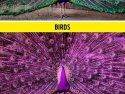 Gambaran Dunia di Mata Manusia vs Hewan