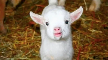 Pupil kambing berbentuk persegi panjang. Hal ini memungkinkan mereka memiliki indra kedalaman yang lebih baik dan penglihatan tepi yang lebih baik. Pupil mereka yang terbagi juga mengontrol seberapa banyak cahaya yang mereka serap, membantu mereka melihat lebih baik dalam gelap, tetapi tidak silau oleh sinar Matahari di siang hari. Foto: via BrightSide