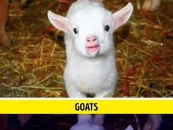 Gambaran Dunia di Mata Manusia vs Hewan