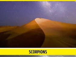 Gambaran Dunia di Mata Manusia vs Hewan