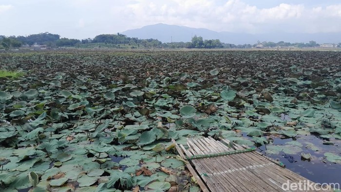 Situ Bagendit Garut, ditutupi tanaman liar.