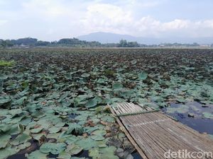 56 Hektare Tertutup Gulma, Situ Bagendit Dibersihkan Besar-besaran