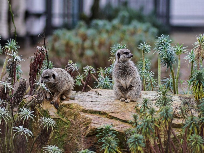 2166918333. View of Meerkat family in the zoo, Meerkat (Suricata suricatta), portrait of suricate in peeping position, Meerkat Standing Among the Plants and Looking Around, Funniest Animal
The meerkat (Suricata suricatta) or suricate is a small mongoose found in southern Africa. It is characterised by a broad head, large eyes, a pointed snout, long legs, a thin tapering tail, and a brindled coat pattern. The head-and-body length is around 24β35 cm (9.4β13.8 in), and the weight is typically between 0.62 and 0.97 kg (1.4 and 2.1 lb). The coat is light grey to yellowish-brown with alternate, poorly-defined light and dark bands on the back. Meerkats have foreclaws adapted for digging and have the ability to thermoregulate to survive in their harsh, dry habitat. Three subspecies are recognised.