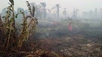 Wali Kota Dumai H Paisal melalui Kepala Dinas Damkarmat Kota Dumai menerjunkan tim untuk membantu pemadaman api di Kecamatan Balaijaya dan Kecamatan Kubu Babussalam. Asap yang ditimbulkan akibat kebakaran lahan mulai menebal dan mengganggu jarak pandang.