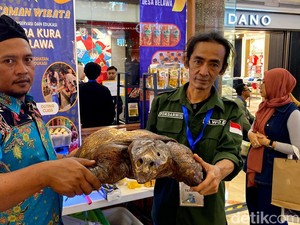 Bulus Si Penghuni Desa Belawa Bertandang ke Kota