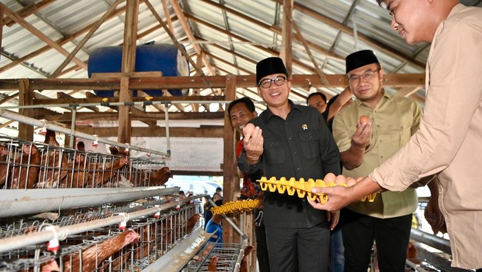 Mendes PDT Yandri Susanto saat memanen melon, kelengkeng, dan telur ayam hasil garapan BUMDes Karya Mandiri di Desa Kaliwedi, Kecamatan Gondang, Kabupaten Sragen.