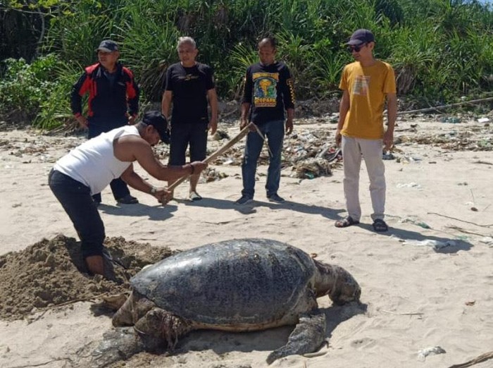 Penyu hijau ditemukan mati di Sukabumi