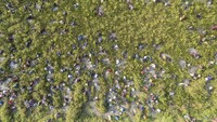Foto udara sejumlah warga melakukan bekarang atau menangkap ikan bersama menggunakan alat tangkap tradisional di lubuk larangan Lopak Sepang, Desa Tebat Patah, Muaro Jambi, Jambi, Minggu (20/7/2025). ANTARA FOTO/Wahdi Septiawan