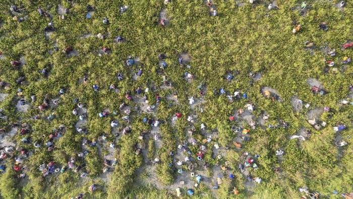 Ratusan Warga Meriahkan Tradisi Bekarang di Muaro Jambi Foto udara sejumlah warga melakukan bekarang atau menangkap ikan bersama menggunakan alat tangkap tradisional di lubuk larangan Lopak Sepang, Desa Tebat Patah, Muaro Jambi, Jambi, Minggu (20/7/2025). Desa Tebat Patah yang sebagian wilayahnya masuk dalam Kawasan Cagar Budaya Nasional (KCBN) Muarajambi secara turun temurun masih mempertahankan tradisi bekarang setiap tahunnya yang diikuti sekitar dua ratus warga dari beragam tingkatan usia. ANTARA FOTO/Wahdi Septiawan
