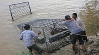 Masyarakat diminta tetap waspada dan menghindari aktivitas di sekitar sungai, terutama pada pagi dan sore hari yang menjadi waktu aktif buaya. Petugas juga terus melakukan patroli dan pemantauan rutin untuk memastikan kondisi tetap aman. ANTARA FOTO/Syifa Yulinnas