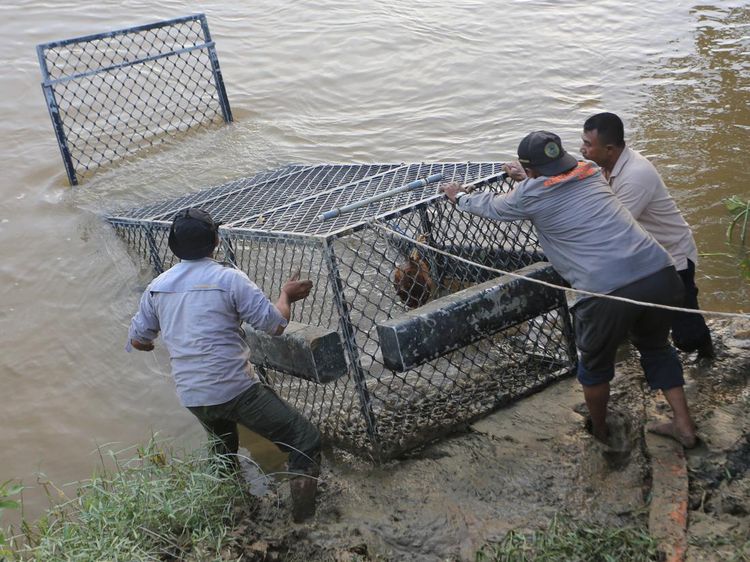 Usai Serang Warga, Buaya Liar Diburu di Aceh Barat
