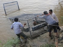 Usai Serang Warga, Buaya Liar Diburu di Aceh Barat