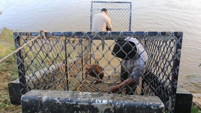 Petugas dari Balai Konservasi Sumber Daya Alam (BKSDA) Aceh bersama Wildlife Response Unit (WRU) BPBD Aceh Barat memasang perangkap untuk menangkap buaya liar yang berkeliaran di Daerah Aliran Sungai (DAS) Meureubo Desa Pasi Teungoh, Kaway XVI, Aceh Barat, Aceh, Sabtu (19/7/2025). Tim BKSDA Aceh sejak sepekan terakhir telah memasang perangkap untuk menangkap buaya liar yang kerap muncul ke permukaan sebagai upaya meredam keresahan masyarakat dimana sebelumnya salah satu warga menjadi korban serangan satwa dilindungi tersebut. ANTARA FOTO/Syifa Yulinnas