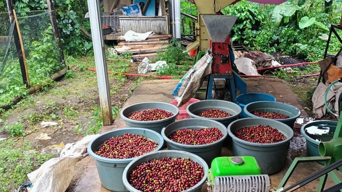 Destana Kopi Kuningan