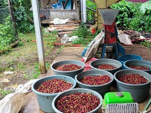 Mengenal Destana Kopi Kuningan, Wanginya Harum ke Kancah Dunia