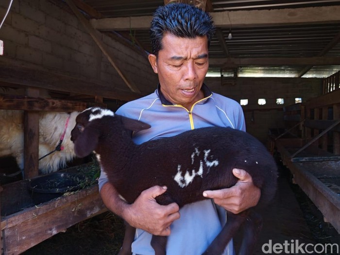 Domba berlafaz Allah milik Imam Samudra (27) warga Kauman, Desa Ngropoh, Kecamatan Kranggan, Kabupaten Temanggung, Senin (21/7/2025).