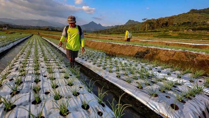 Inovasi Petani di Malang Lawan Gulma dan Hama dengan Plastik Mulsa Petani memupuk tanaman bawang merah di Ngantang, Malang, Jawa Timur, Minggu (20/7/2025). Budi daya bawang merah menggunakan plastik mulsa tersebut bertujuan untuk menekan biaya perawatan tanaman hingga lima puluh persen sekaligus mengurangi tumbuhnya gulma dan hama di tengah kondisi cuaca yang tidak menentu saat kemarau basah. ANTARA FOTO/Muhammad Mada/nym.