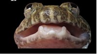 Katak Limnonectes nusantara sp. nov. ini memiliki ukuran tubuh sedang dan ciri khas berupa struktur menyerupai taring di rahang bawah, terutama pada individu jantan. Nama Nusantara dipilih sebagai bentuk penghargaan terhadap identitas nasional Indonesia, sekaligus merujuk pada Ibu Kota Negara (IKN) yang kini sedang dibangun di pulau yang sama. Di kalangan masyarakat Dayak Meratus, katak ini dikenal dengan sebutan Lampinik. Foto: (Ade Damara Gonggoli/BRIN-IPB University)