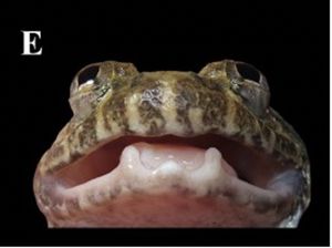 Misteri Katak Bertaring di Kalimantan: Benarkah Ada Spesies yang Masih Tersembunyi?