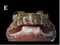 Melihat Lebih Dekat Katak Bertaring, Spesies Baru Ditemukan di Kalimantan