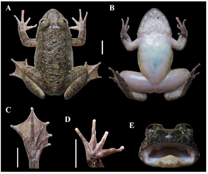 Katak bertaring, spesies baru ditemukan di Kalimantan Katak bertaring, spesies baru ditemukan di Kalimantan