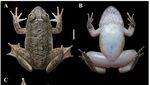 Melihat Lebih Dekat Katak Bertaring, Spesies Baru Ditemukan di Kalimantan