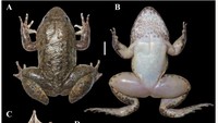 Tampak dorsal (A), tampak ventral (B), tampak ventral kaki kanan (C), tampak ventral tangan kanan (D), tampak frontal kepala dengan mulut terbuka, menunjukkan prosesus odontoid, tidak bersisik (E) Limnonectes nusantara sp. nov., holotipe jantan dewasa (MZB Amph 33516). Skala = 1 mm. Foto: (Ade Damara Gonggoli/BRIN-IPB University)