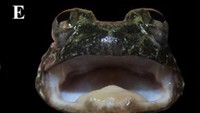Ini penampakan spesies satu lagi Limnonectes maanyanorum betina. Katak betina memang tidak terlalu tampak taringnya. Spesies ini ditemukan di kawasan Gunung Karasik, Kalimantan Tengah. Nama ini dipilih untuk menghormati masyarakat adat Dayak Maanyan yang mendiami kawasan tersebut. Foto: (Ade Damara Gonggoli/BRIN-IPB University)
