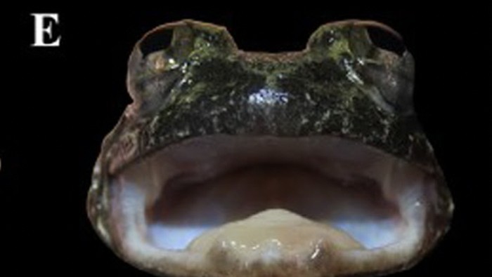 Katak bertaring, spesies baru ditemukan di Kalimantan Katak bertaring, spesies baru ditemukan di Kalimantan