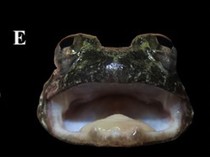 Bagaimana Cara Katak Bernapas? Ini Prosesnya dari Kecebong hingga Dewasa