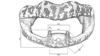 Pengukuran taring katak Limnonectes: tinggi odontoid (OH), lebar odontoid (OW), panjang odontoid luar (OOL), panjang odontoid dalam (IOL), panjang lereng odontoid (OSL), dan panjang interodontoid (ITOL). Foto: (Ade Damara Gonggoli/BRIN-IPB University)