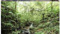 Habitat alami Limnonectes maanyanorum sp. November di Gunung Karasik (A), dan Limnonectes nusantara sp. November di Loksado (B). Foto: (Ade Damara Gonggoli/BRIN-IPB University)