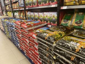 Beras Medium-Premium Akan Dihapus, Pengamat Sebut Konsumen Rentan Dirugikan