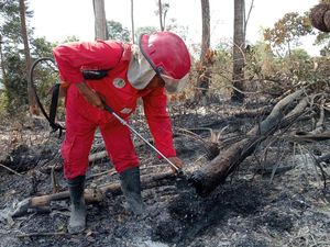 Karhutla di Hutan Lindung Konservasi Jambi Padam, Luasnya Capai 1 Hektare