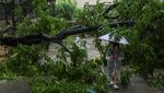 Pohon-pohon Tumbang Diterjang Topan Wipha di China