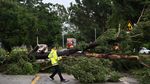Pohon-pohon Tumbang Diterjang Topan Wipha di China