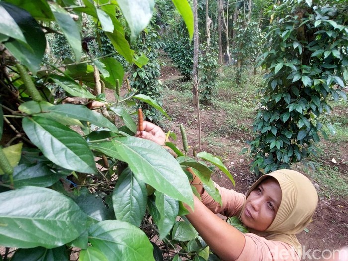 Sukma saat memetik Cabai Jawa di di Grindang, Kalurahan Hargomulyo, Kapanewon Kokap, Kulon Progo, Senin (21/7/2025).