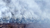 Kebakaran muncul di RT 10 Desa Gambut Jaya, Kecamatan Sungai Gelam, sejak Minggu (20/7) sekitar pukul 09.00 WIB, diduga bermula dari lahan milik warga yang ditumbuhi semak dan pakis. (ANTARA FOTO/Wahdi Septiawan)