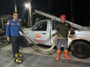 Detik-detik Warga Garongan Kulon Progo ke Kandang Ayam Temukan Sanca 3 Meter