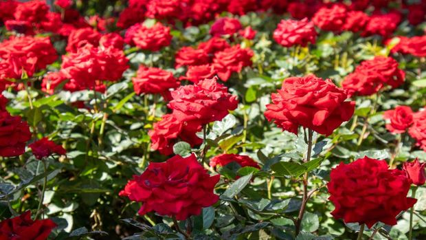 Ilustrasi tanaman bunga mawar A field of beautiful colorful roses blooming in the garden.
