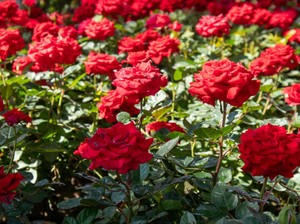 Bunga Mawar dan Makna Cinta di Hari Valentine