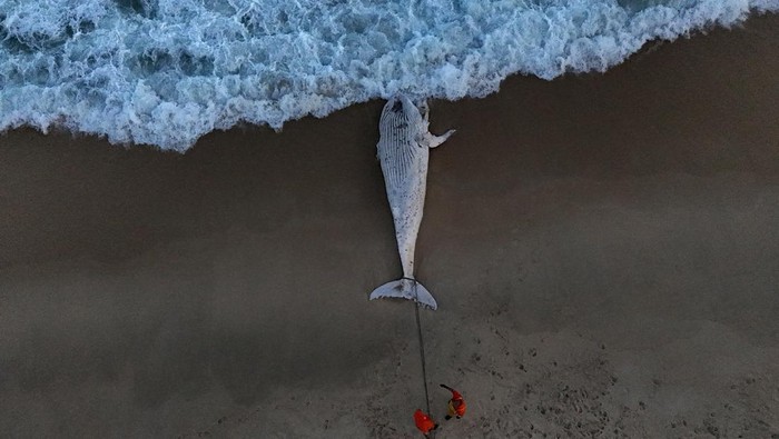 Pantai di Rio Brasil Ditutup Gegara Ada Paus Bungkuk Terdampar A drone view shows workers trying to remove a dead humpback whale on the shore of Sao Conrado beach in Rio de Janeiro, Brazil July 21, 2025. REUTERS/Pilar Olivares