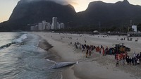 Pantai São Conrado yang ramai pengunjung ditutup sementara demi keselamatan publik selama proses evakuasi dan pembersihan berjalan lancar. (REUTERS/Pilar Olivares)
