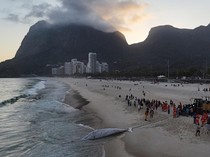 Pantai di Rio Brasil Ditutup Gegara Ada Paus Bungkuk Terdampar