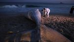 Pantai di Rio Brasil Ditutup Gegara Ada Paus Bungkuk Terdampar