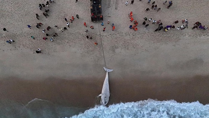 A drone view shows workers trying to remove a dead humpback whale on the shore of Sao Conrado beach in Rio de Janeiro, Brazil July 21, 2025. REUTERS/Pilar Olivares